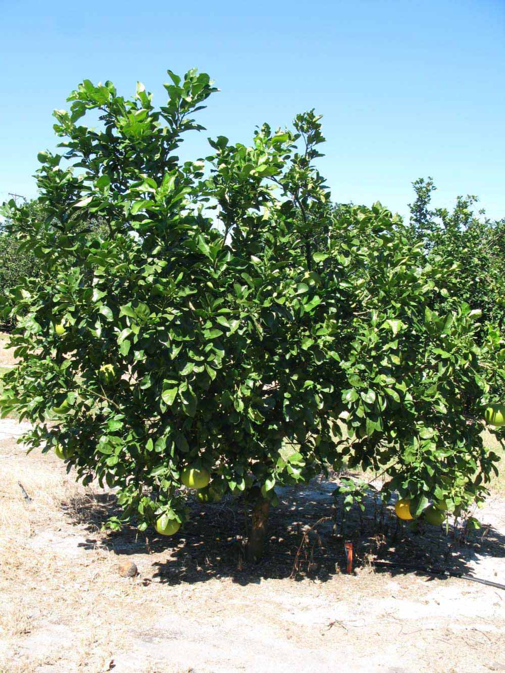              Habit (Large Pink, Winter Haven, FL)   